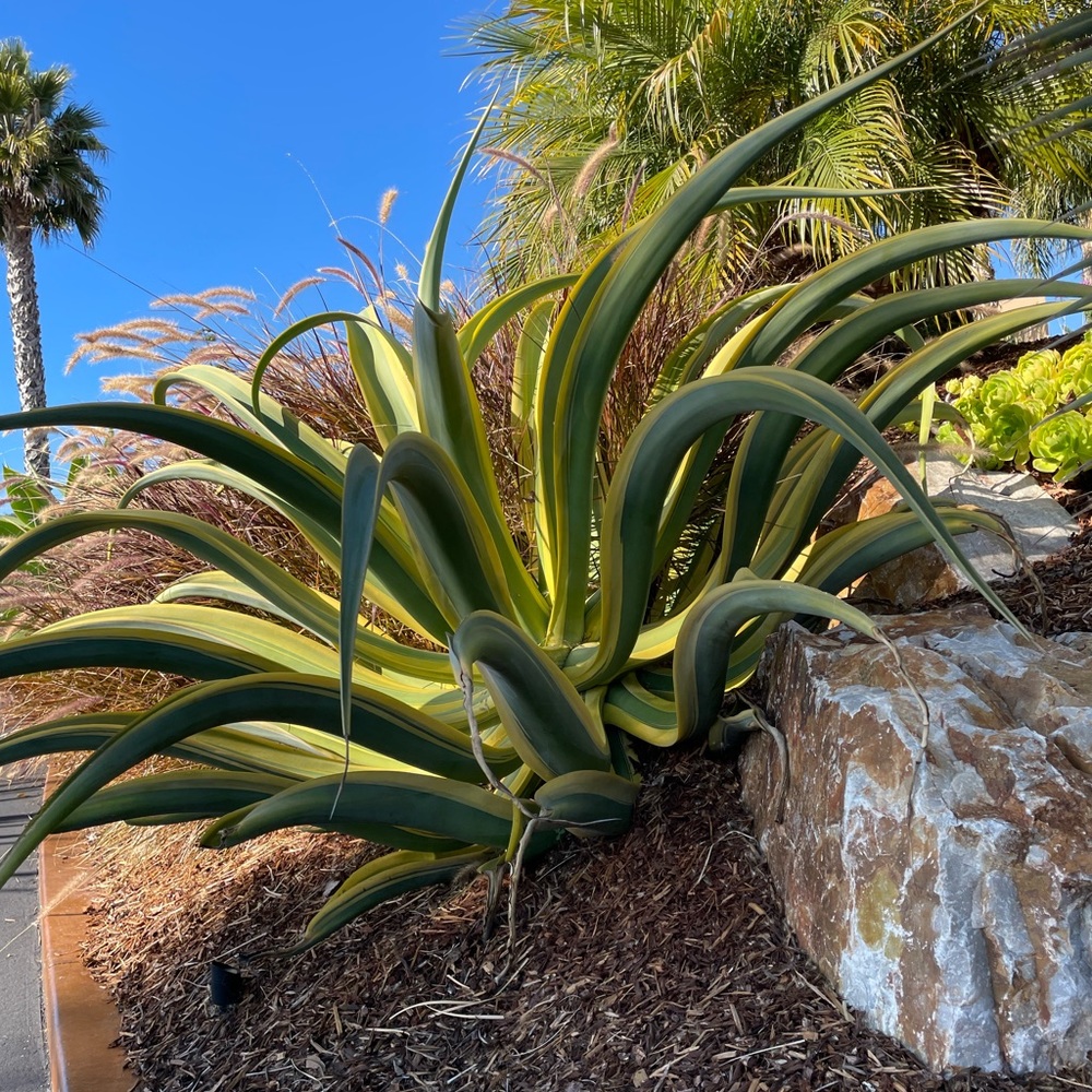 Variegated “stained glass” Octopus Agave - Picture 7 of 7